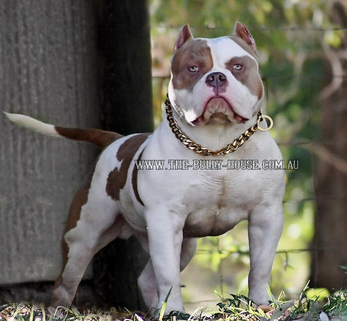 The Bully House "CHECK CHAIN Collection" SILVER 20mm Wide