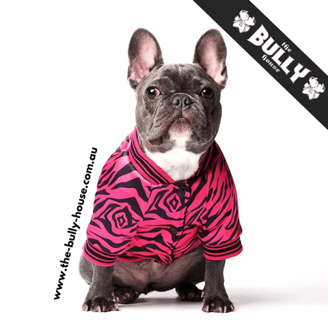 V - Designer - Dog Jacket - BLACK & GOLD