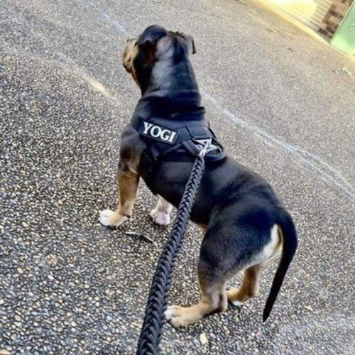 QUICK FIT HARNESS and LEASH COMBO