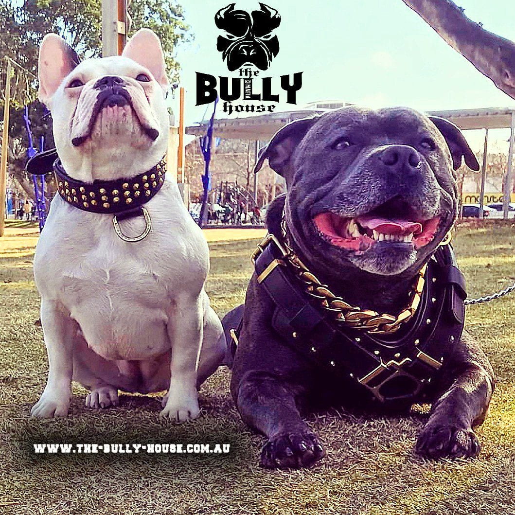 MINI TITAN - Black and Gold - Small Breed and Puppy - FULL Leather