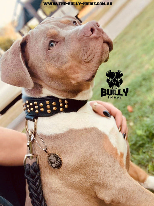 MINI TITAN - Black and Gold - Small Breed and Puppy - FULL Leather