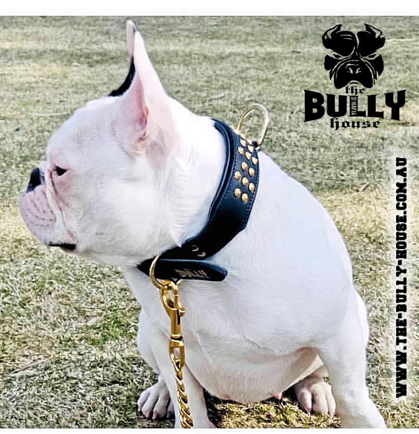 MINI TITAN - Black and Gold - Small Breed and Puppy - FULL Leather