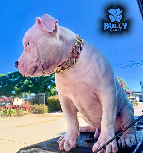 The Bully House - MINI - MONSTER CHAIN Collection" GOLD -- 25mm Wide