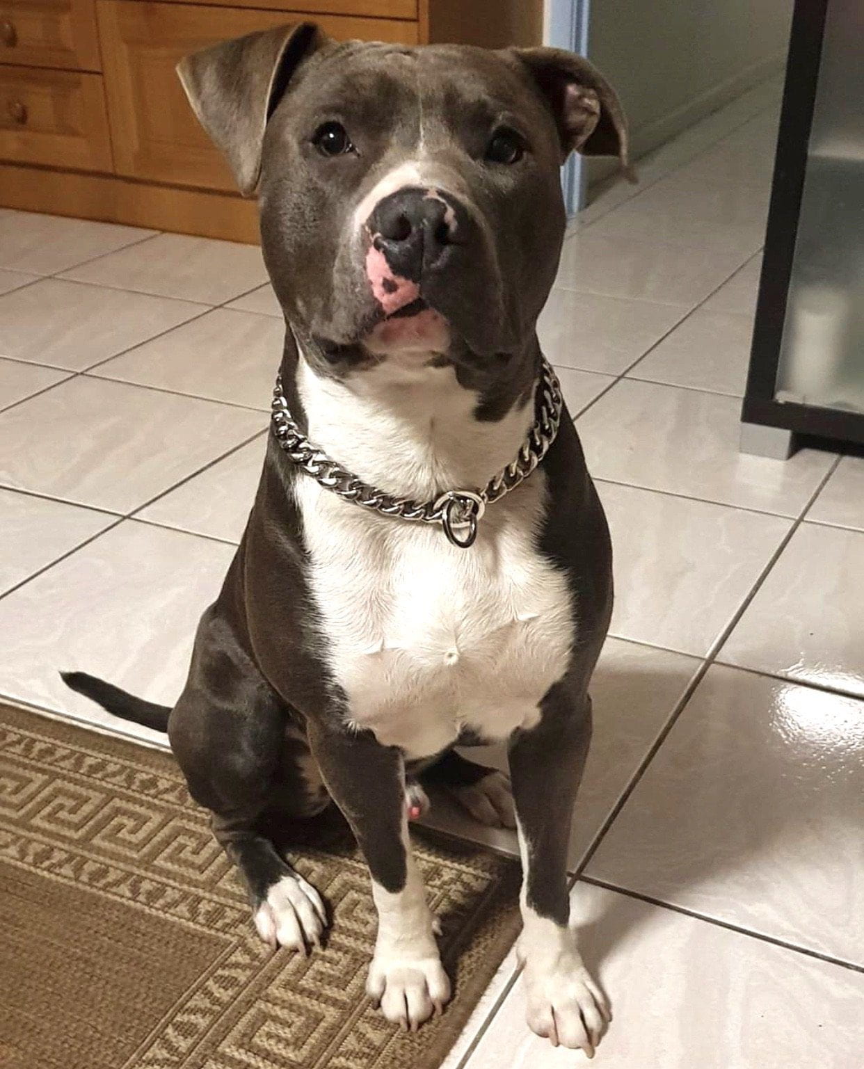 The Bully House "CHECK CHAIN Collection" SILVER 20mm Wide