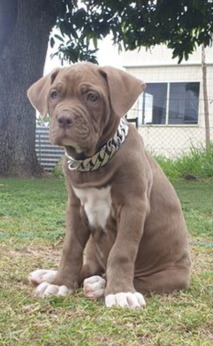 The Bully House " - MINI - MONSTER CHAIN Collection" SILVER -- 25mm Wide