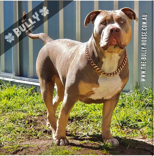 The Bully House "CHECK CHAIN Collection" - ROSE GOLD 20mm Wide