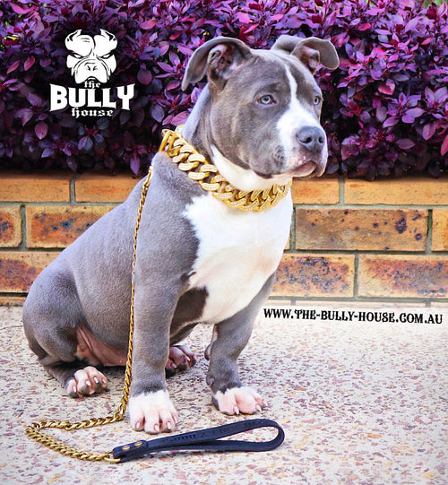 The Bully House "ICED OUT KING Diamond Collection" GOLD - (Inc Free Post in Aust)