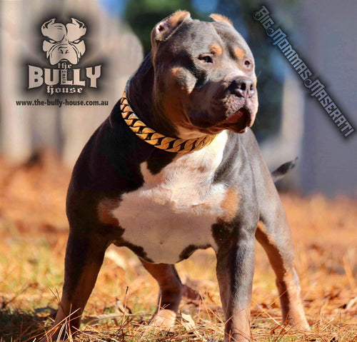 The Bully House "MONSTER CHAIN Collection" GOLD -- 32mm Wide  (Free Post in Aust)