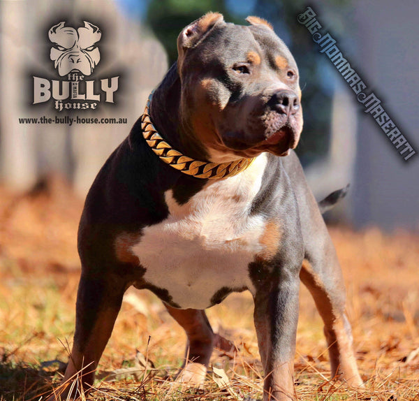 Gold chain store for american bully