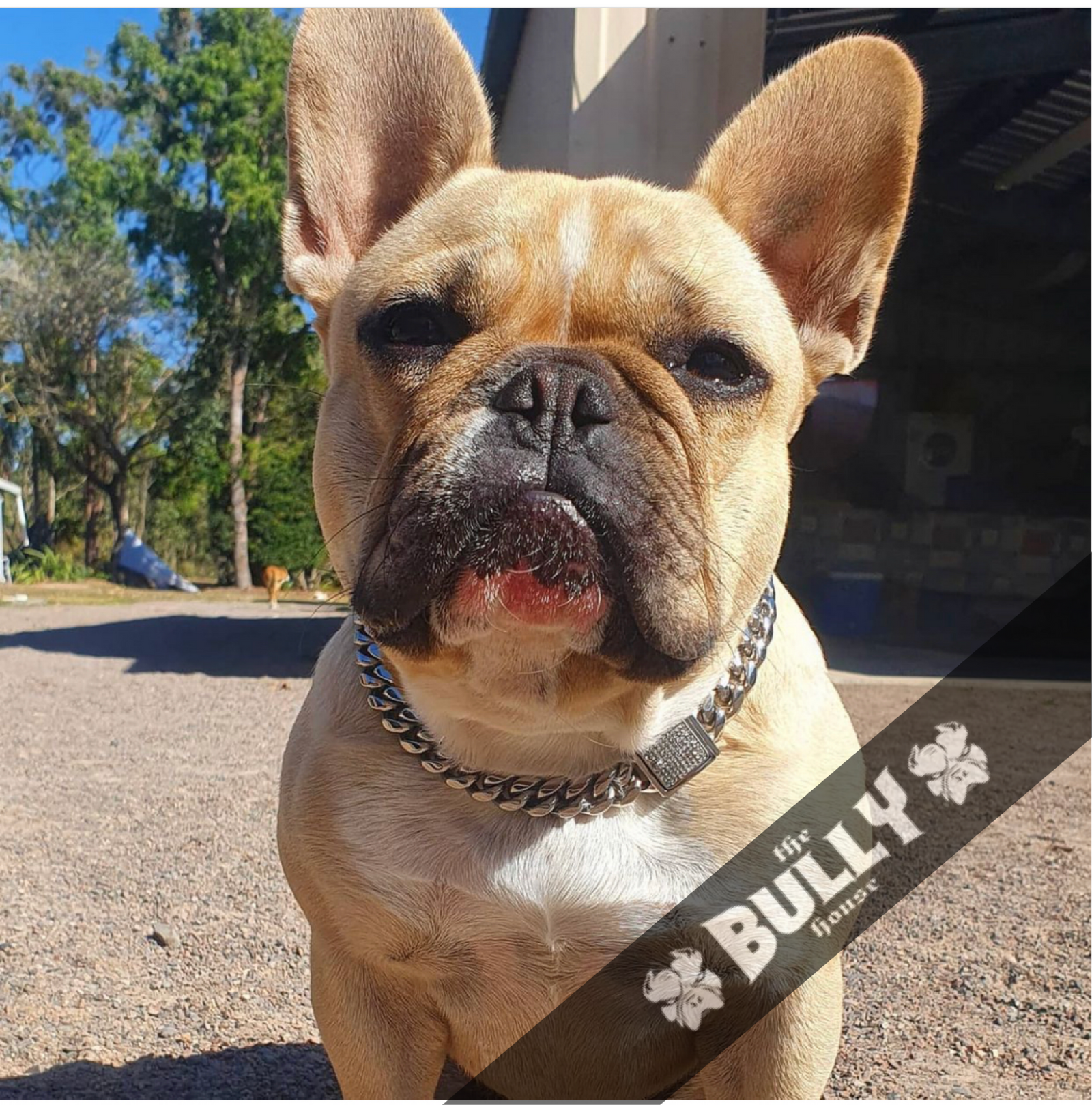 The Bully House "MIAMI Diamond Padlock" - SILVER 14mm Wide -