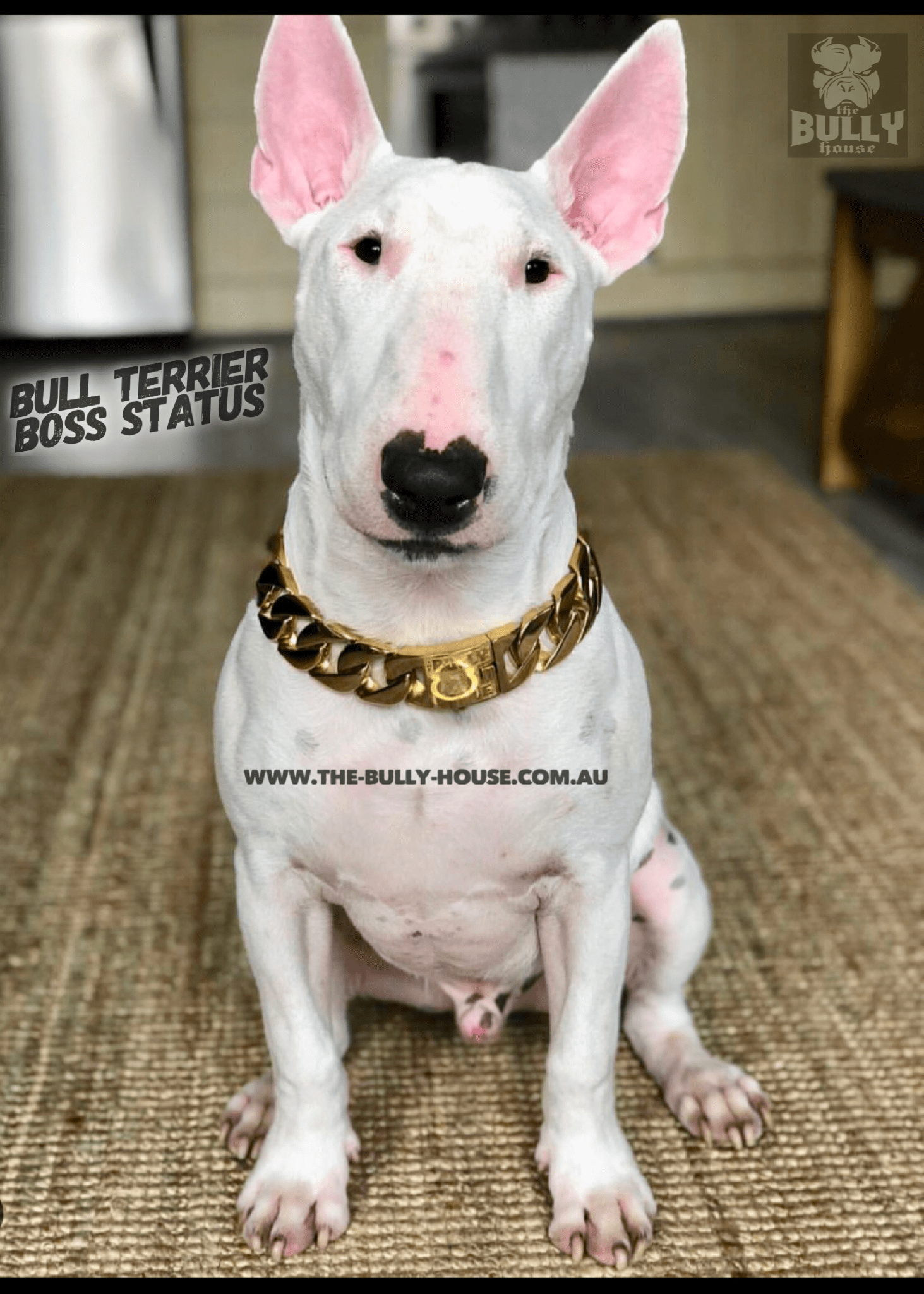 The Bully House "MONSTER CHAIN Collection" GOLD -- 32mm Wide  (Free Post in Aust)