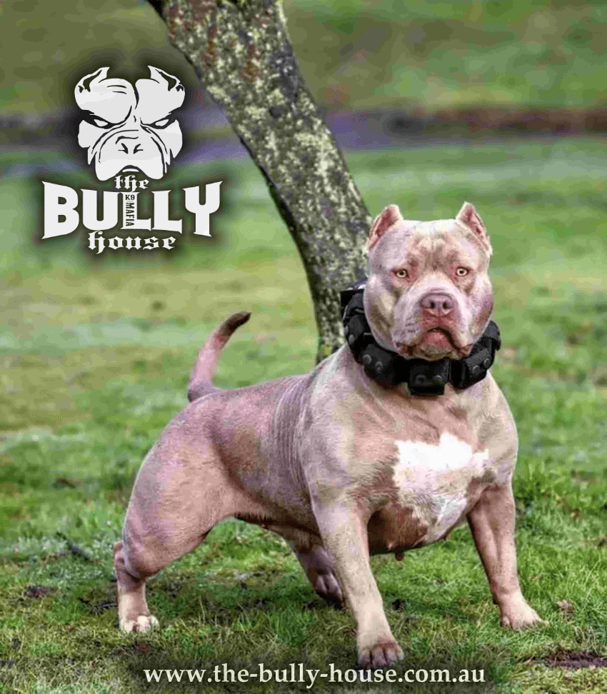 Weight Dog Collar - The Bully House