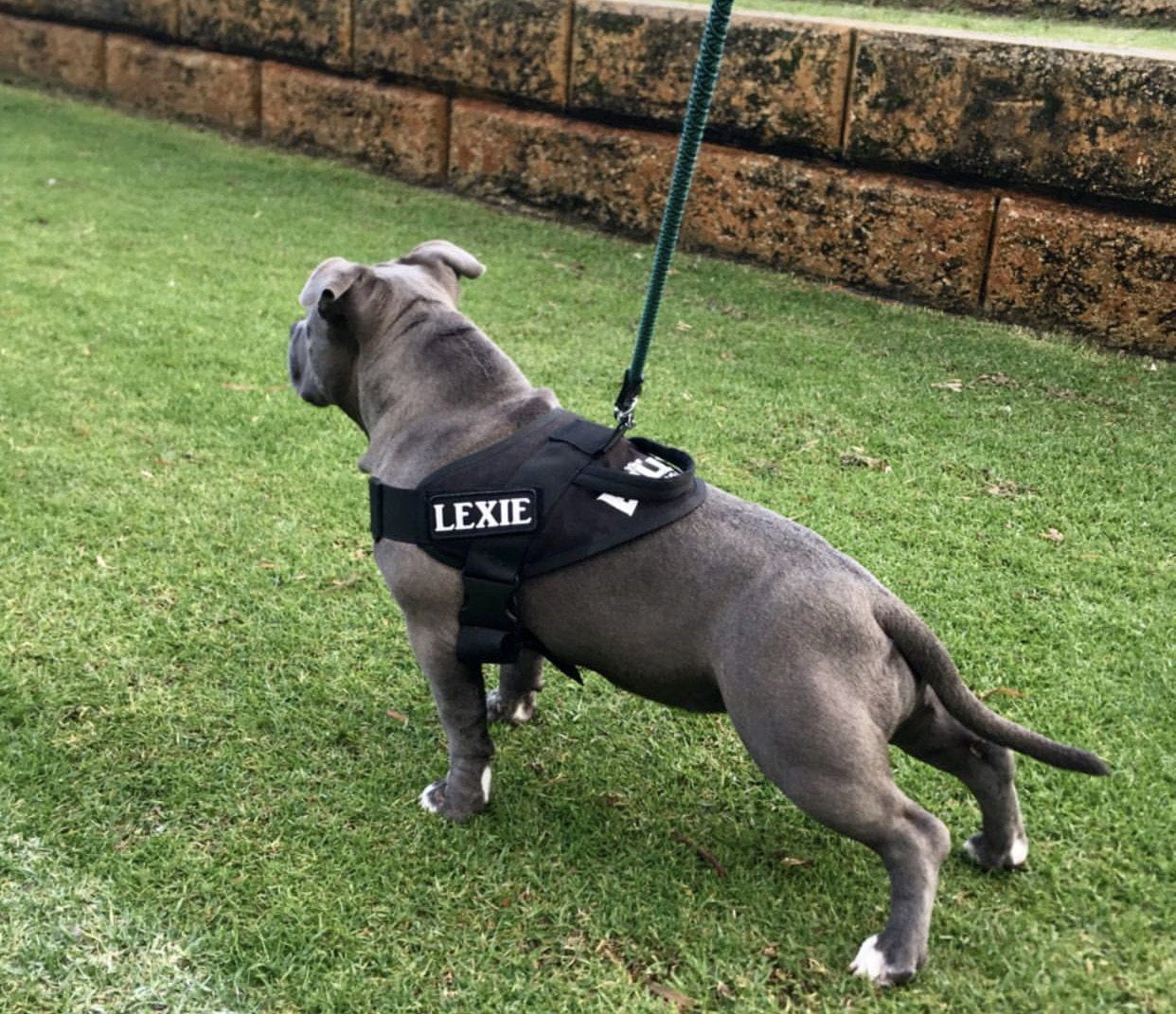 Quick Fit HARNESS Tactical Style (BLACK) – THE BULLY HOUSE